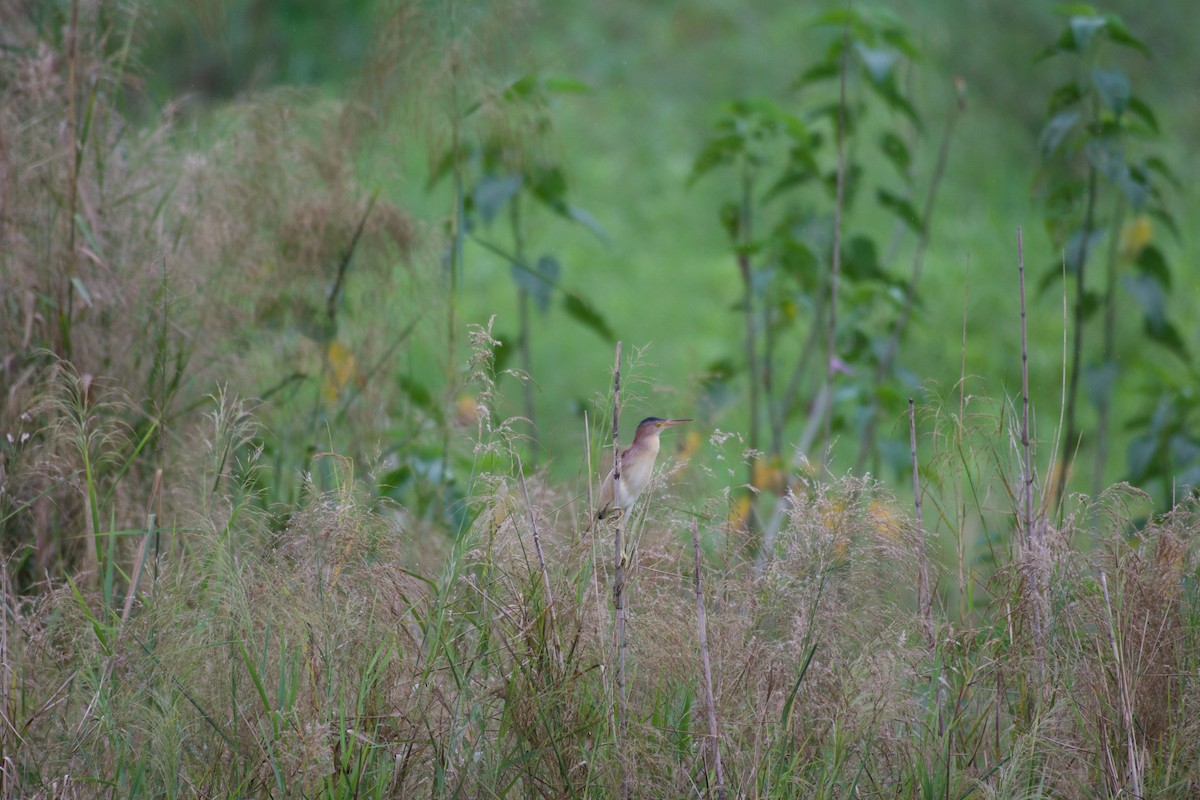 ヨシゴイ - ML645663137