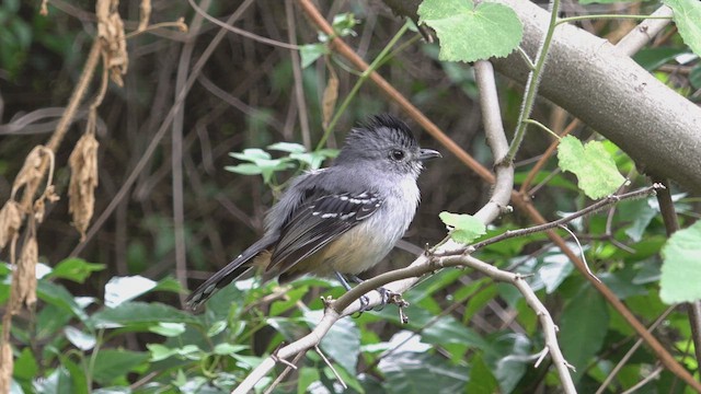 Variable Antshrike - ML645663138