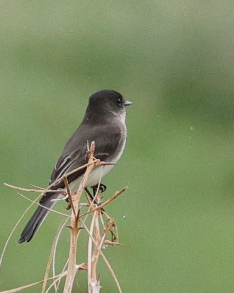 ツキヒメハエトリ - ML645663139