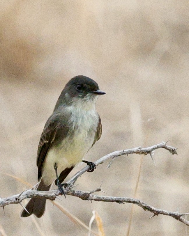 ツキヒメハエトリ - ML645663140