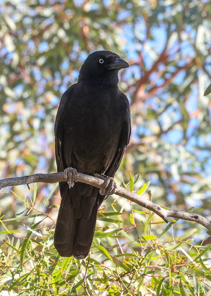 ミナミガラス - ML645663141