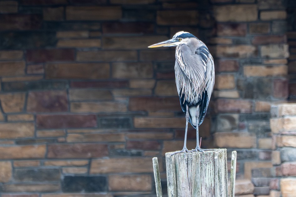 オオアオサギ - ML645663146