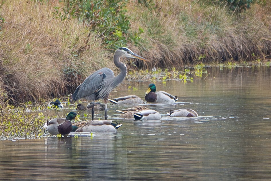 オオアオサギ - ML645663147