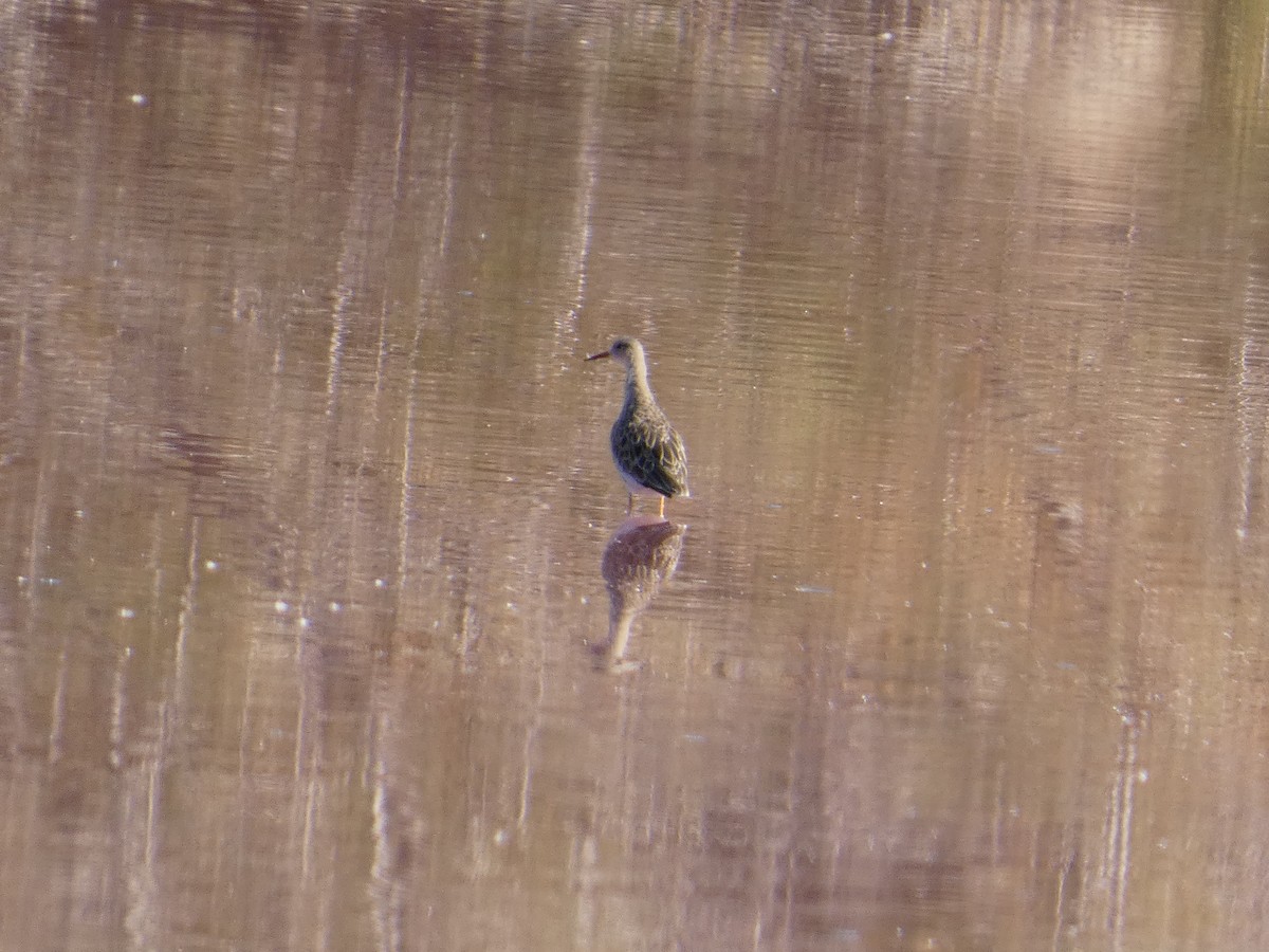 Combattant varié - ML645663148