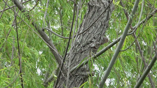 Narrow-billed Woodcreeper - ML645663149