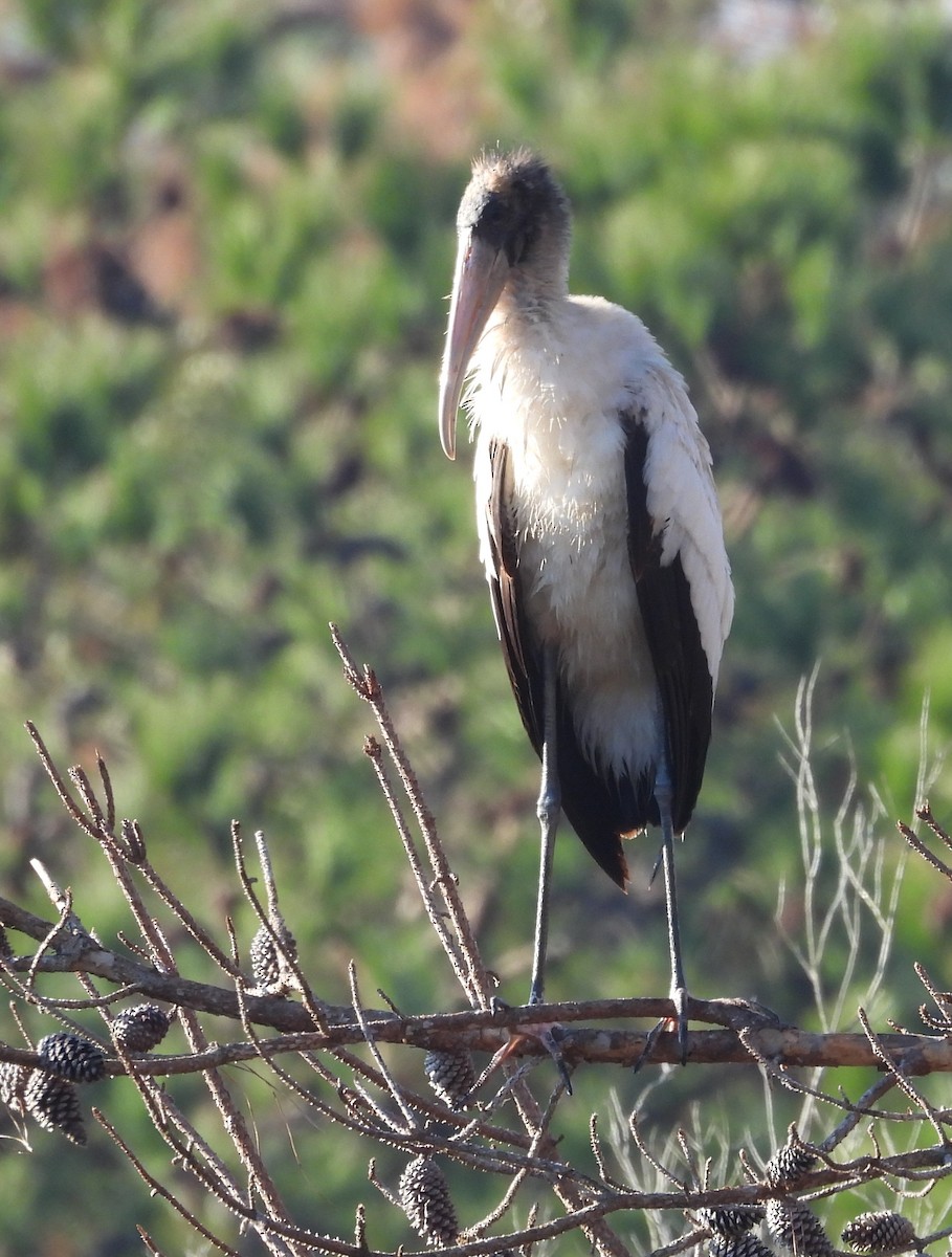 アメリカトキコウ - ML645663153