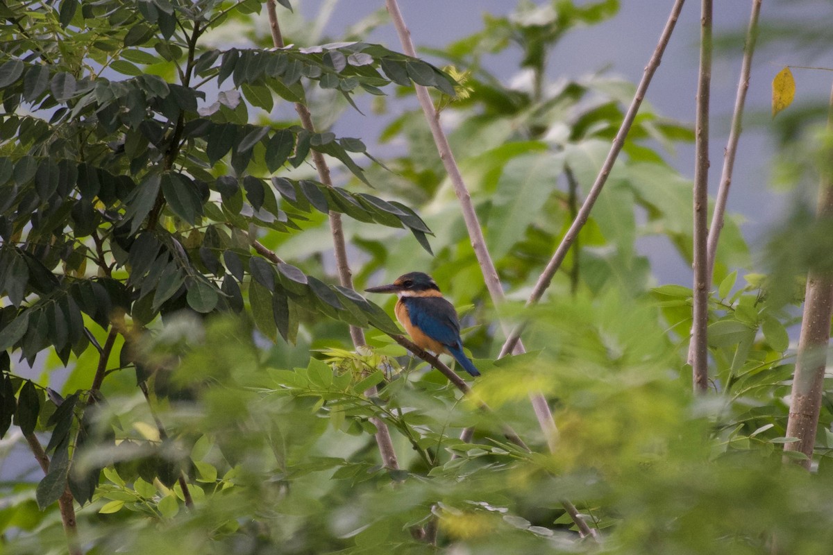 ヒジリショウビン - ML645663154