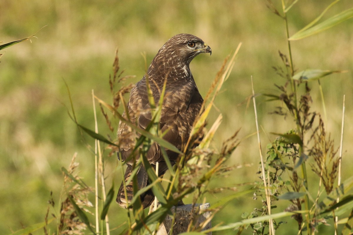 ヨーロッパノスリ - ML645663155