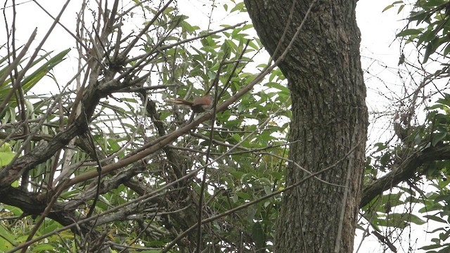 Sooty-fronted Spinetail - ML645663158