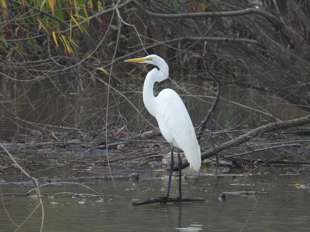 ダイサギ - ML645663159