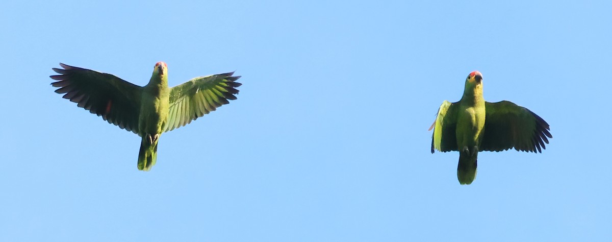 Red-lored Amazon - ML645663160