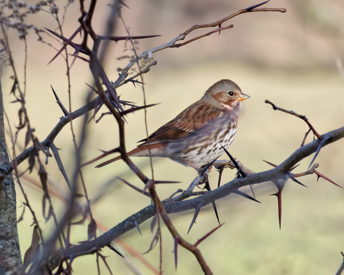 ゴマフスズメ - ML645663163