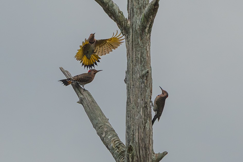 ハシボソキツツキ - ML645663164