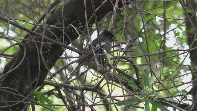 White-winged Becard - ML645663166