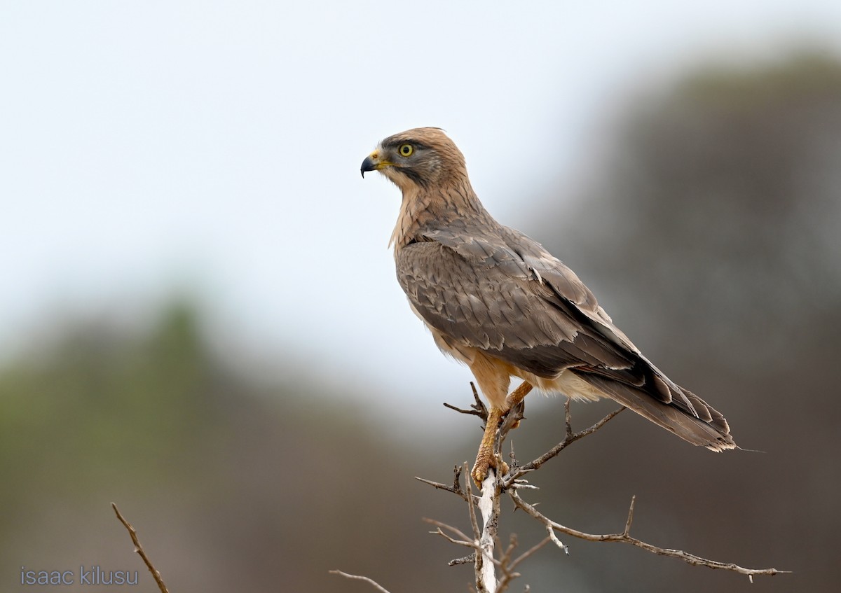 Grasshopper Buzzard - ML645663169