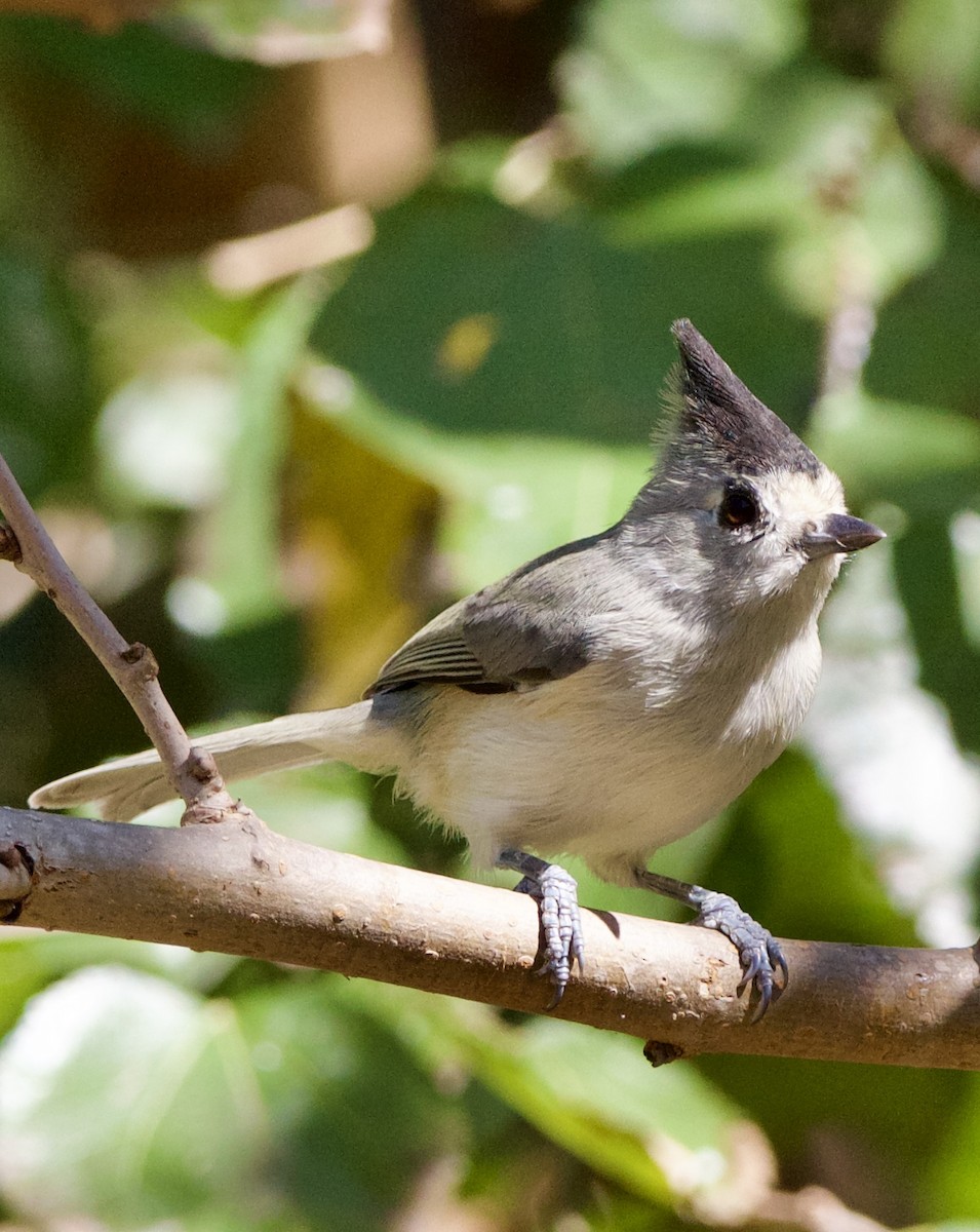 クロエボシガラ - ML645663171