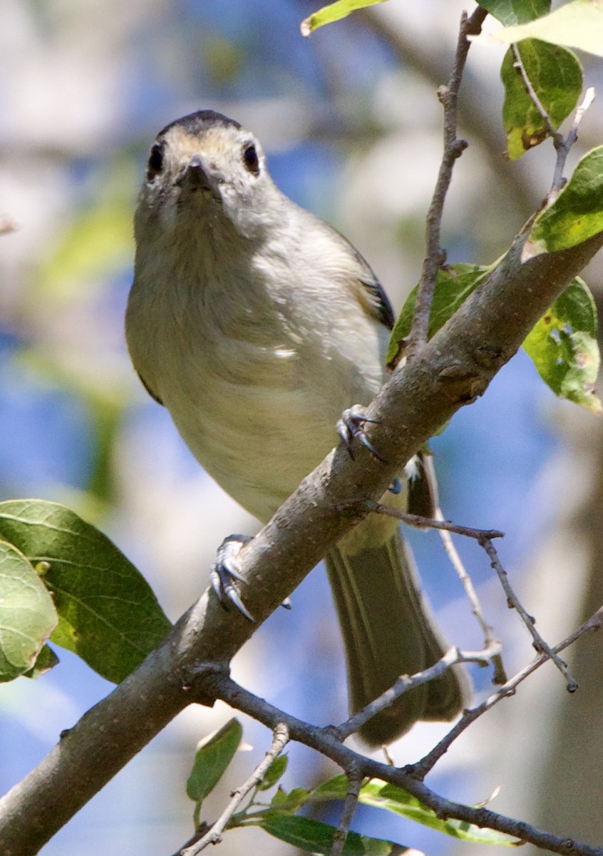 クロエボシガラ - ML645663174