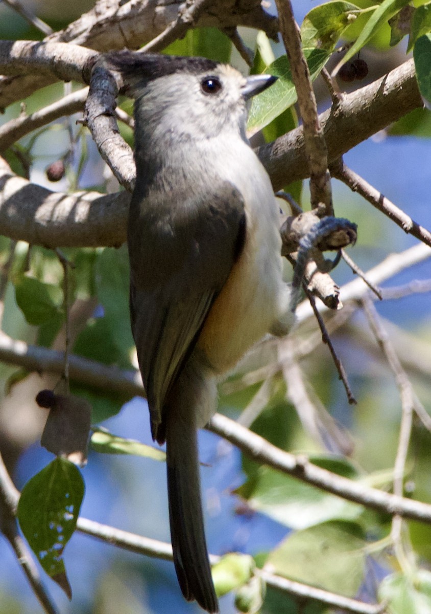 クロエボシガラ - ML645663175