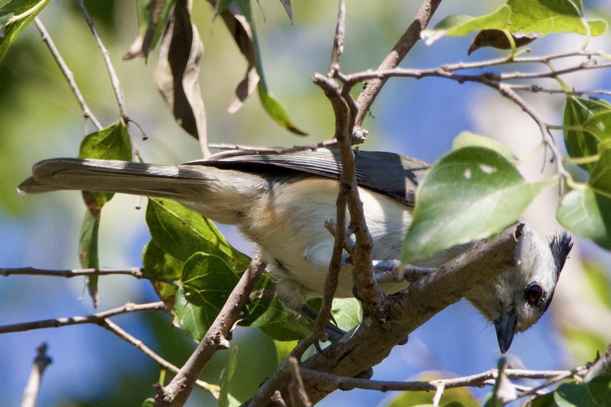 クロエボシガラ - ML645663176