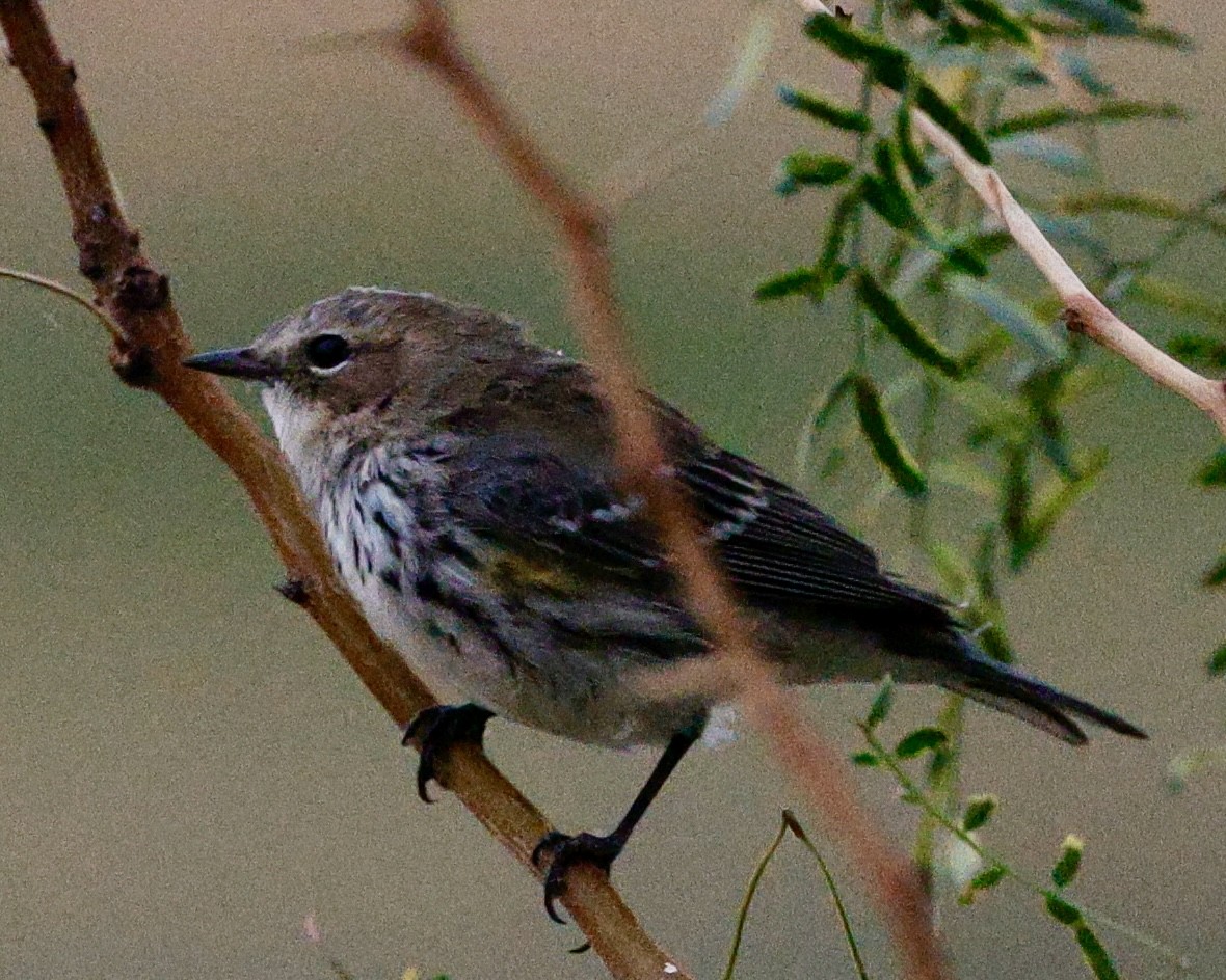 סבכון הכתר - ML645663181