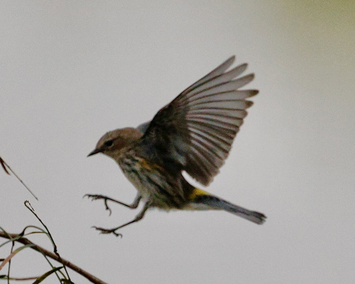 סבכון הכתר - ML645663182