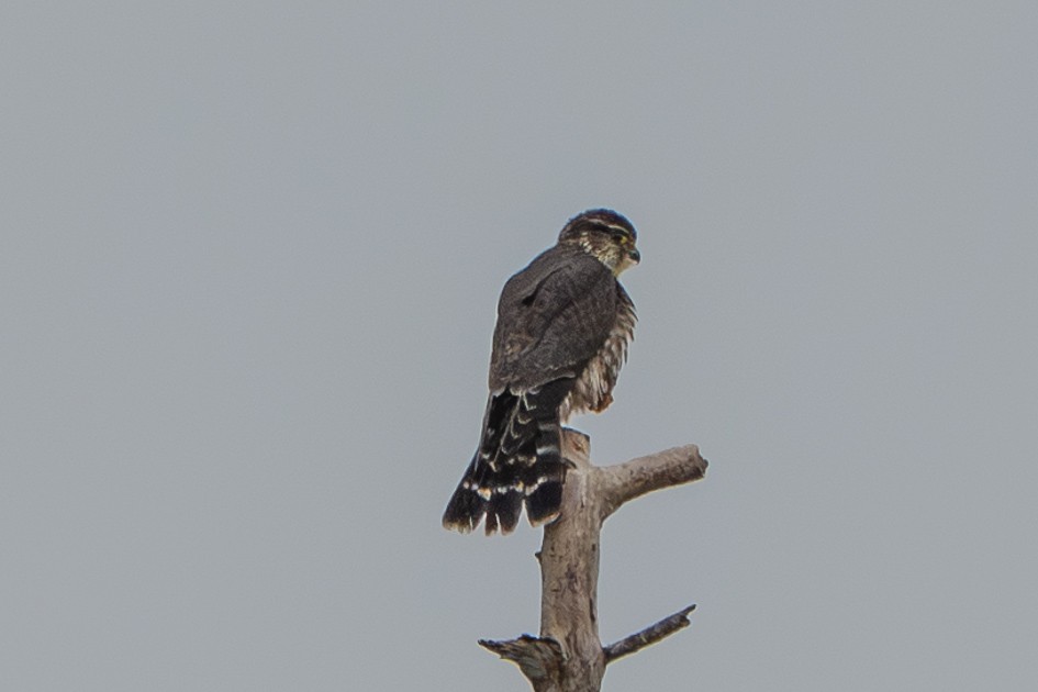 Merlin - ML645663198