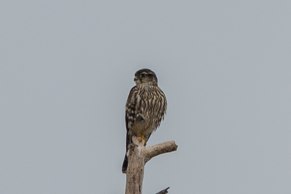 Merlin - ML645663199