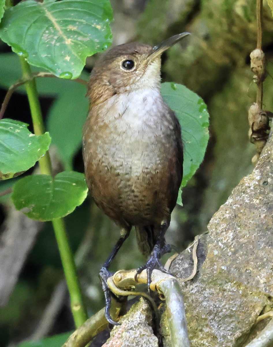 Troglodyte de Nava - ML645663206