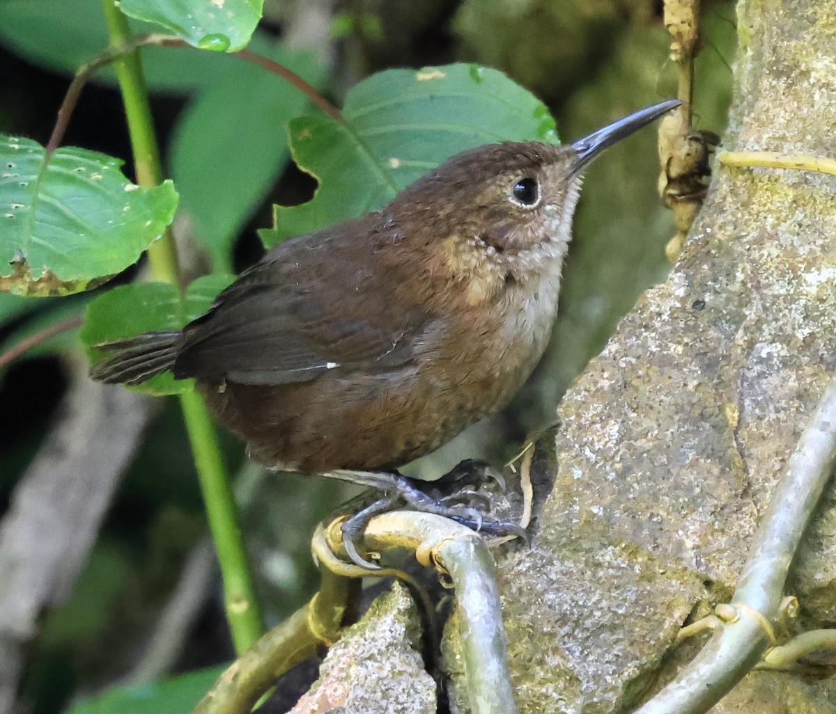 Troglodyte de Nava - ML645663207