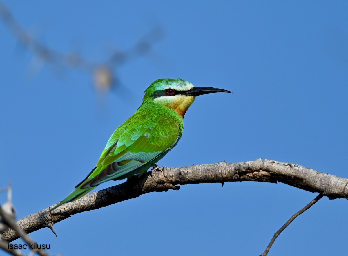 שרקרק ירוק - ML645663209