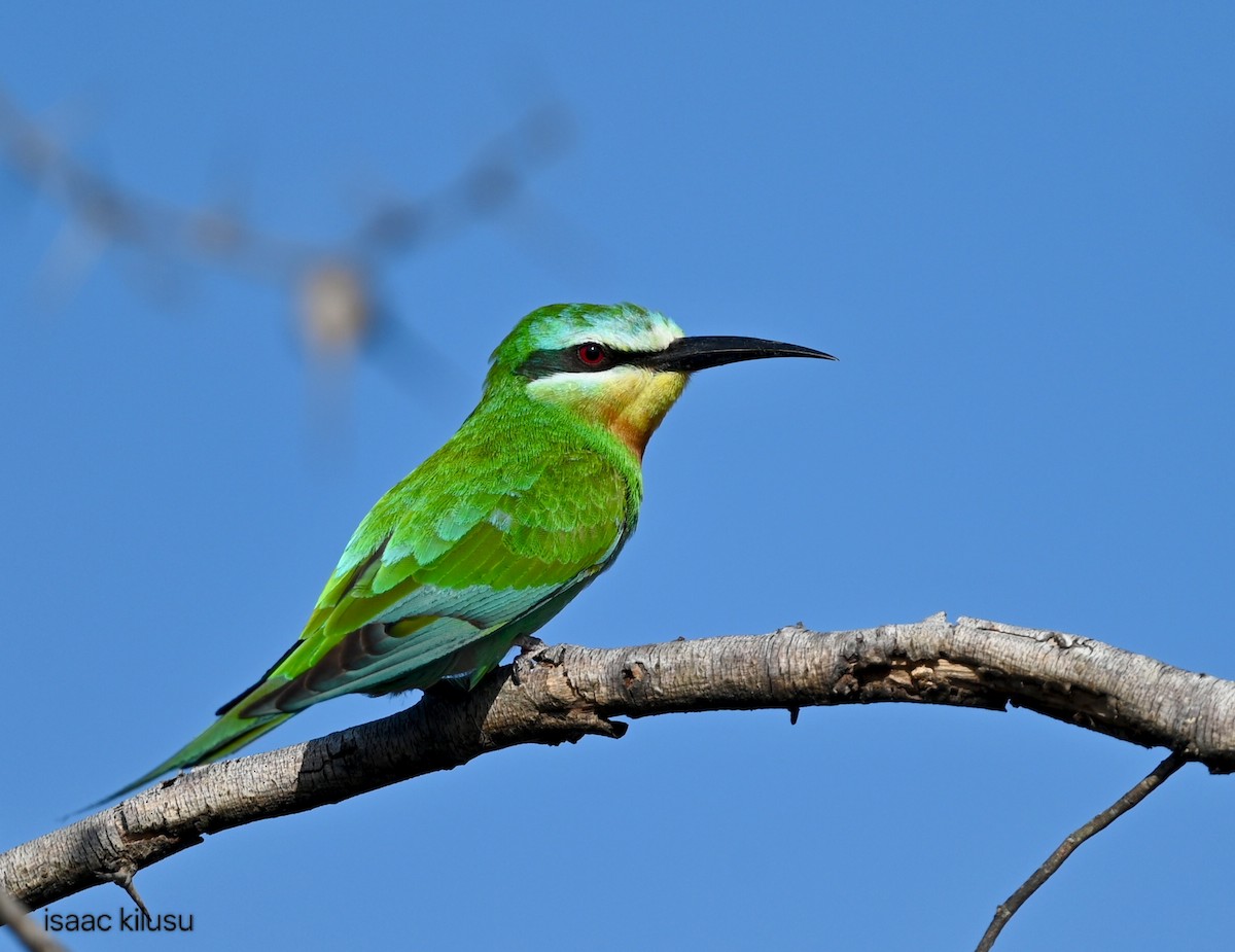 שרקרק ירוק - ML645663211