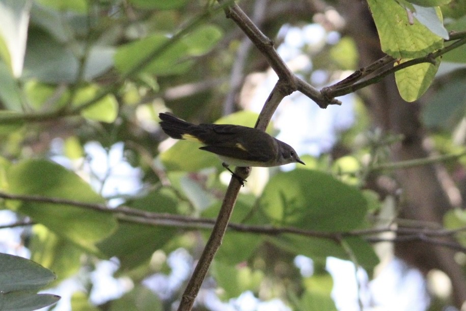 American Redstart - ML645663215
