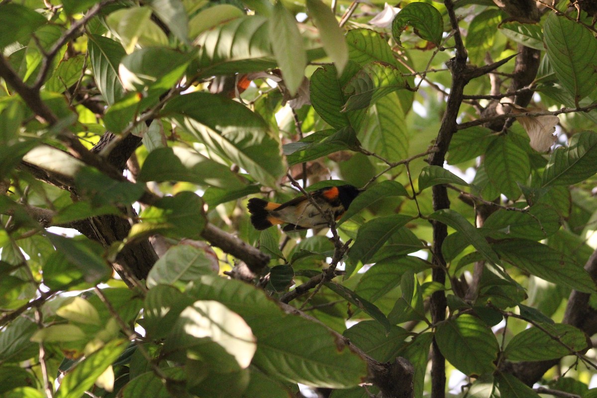 American Redstart - ML645663216