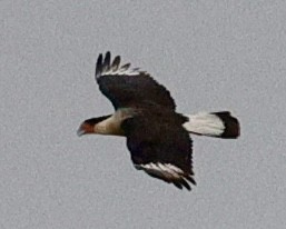Crested Caracara - ML645663218