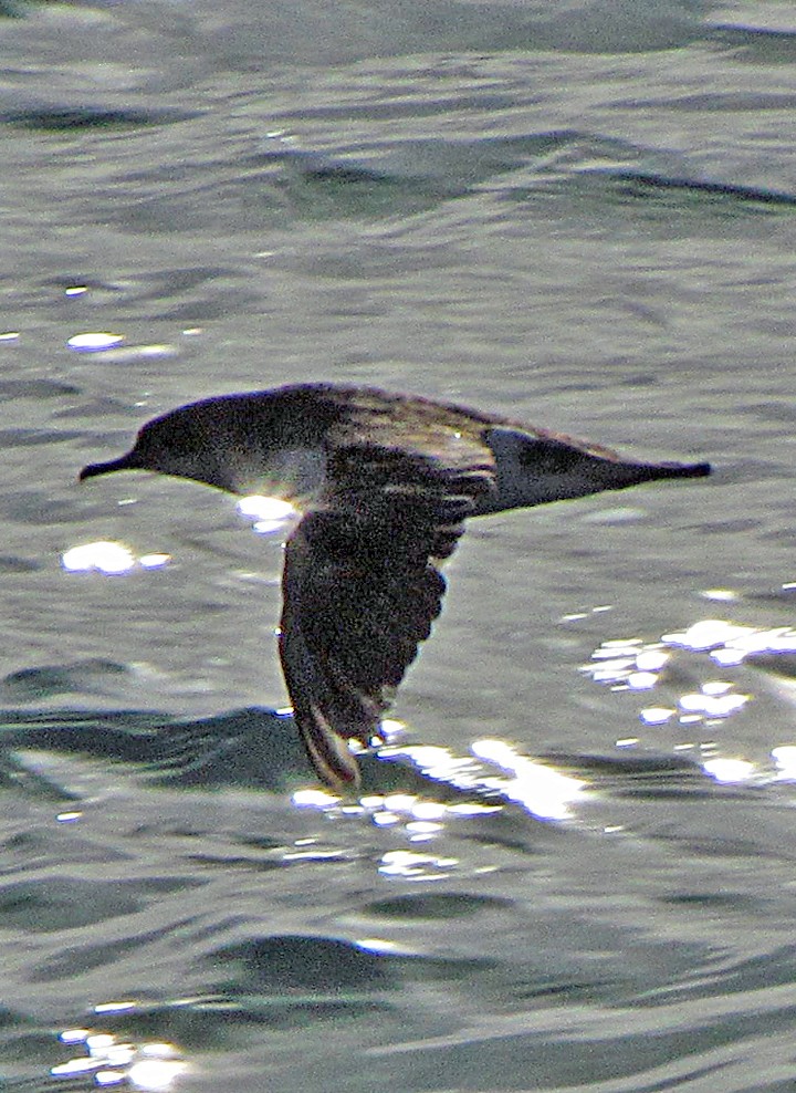 Gabai hegal-arina - ML645663219