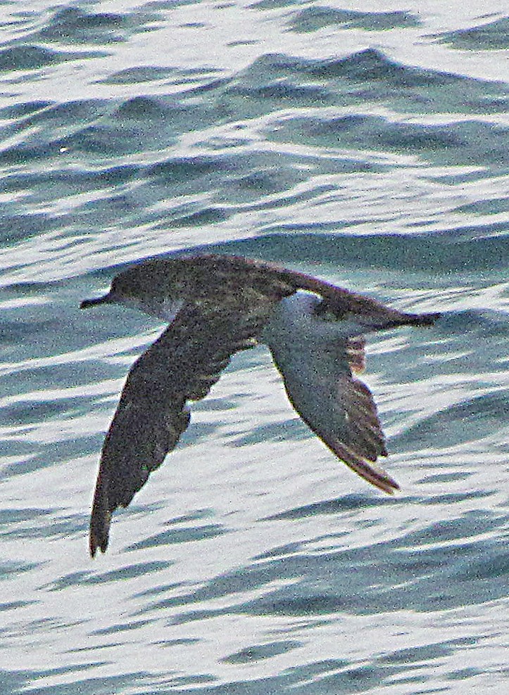 Gabai hegal-arina - ML645663220