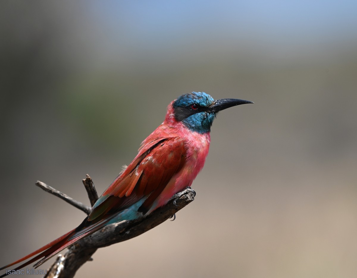 שרקרק ורוד - ML645663221