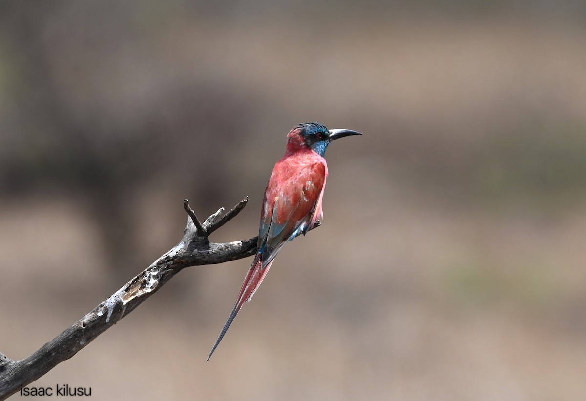 שרקרק ורוד - ML645663222
