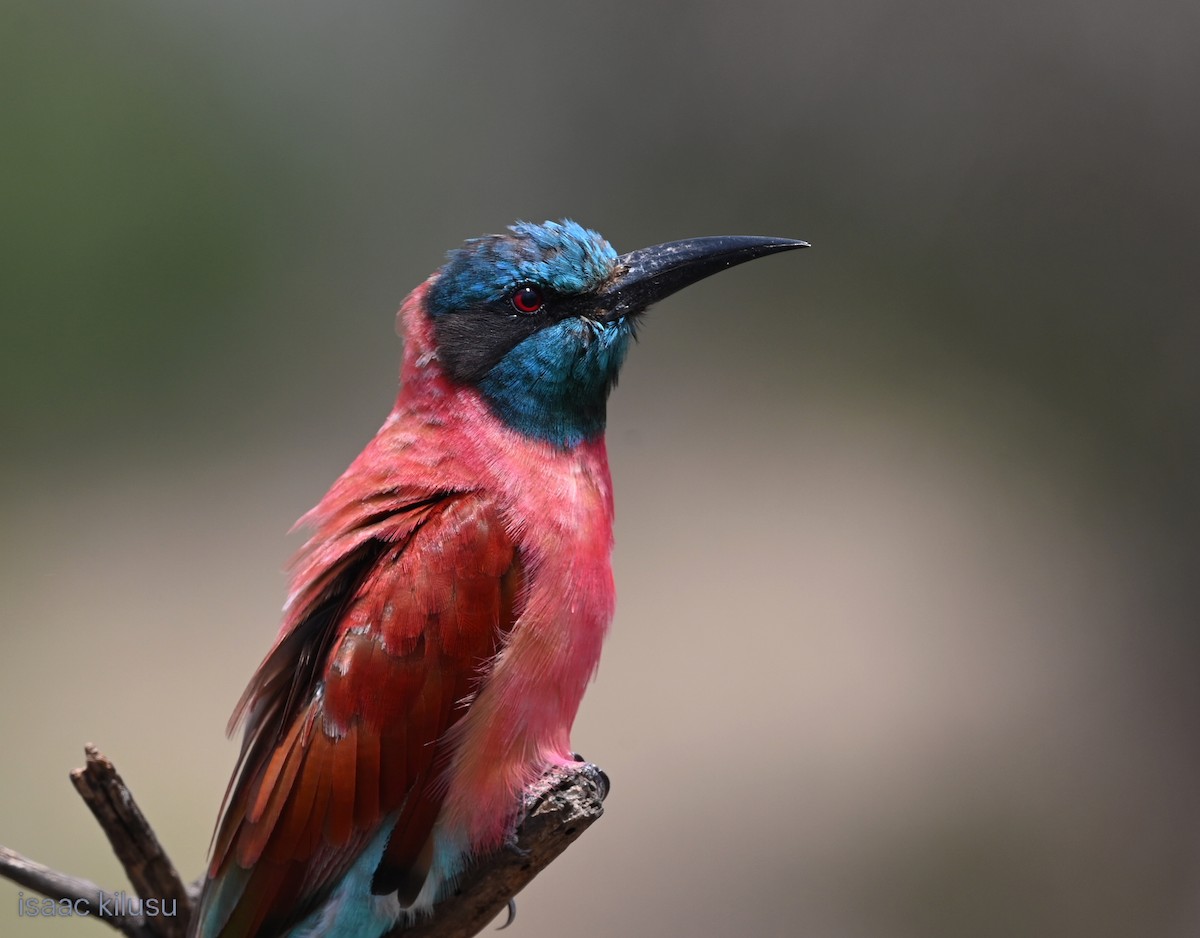 שרקרק ורוד - ML645663223
