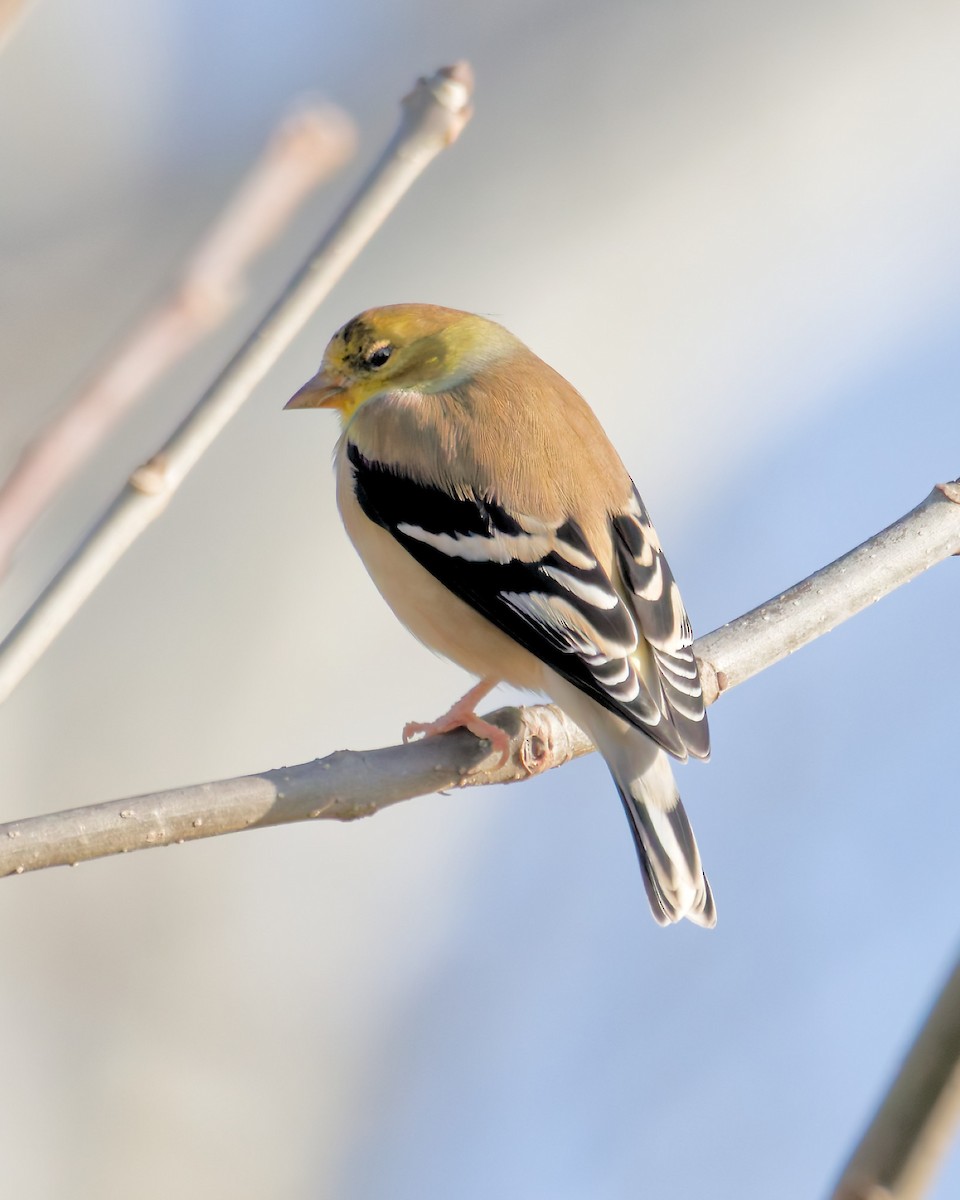 American Goldfinch - ML645663224