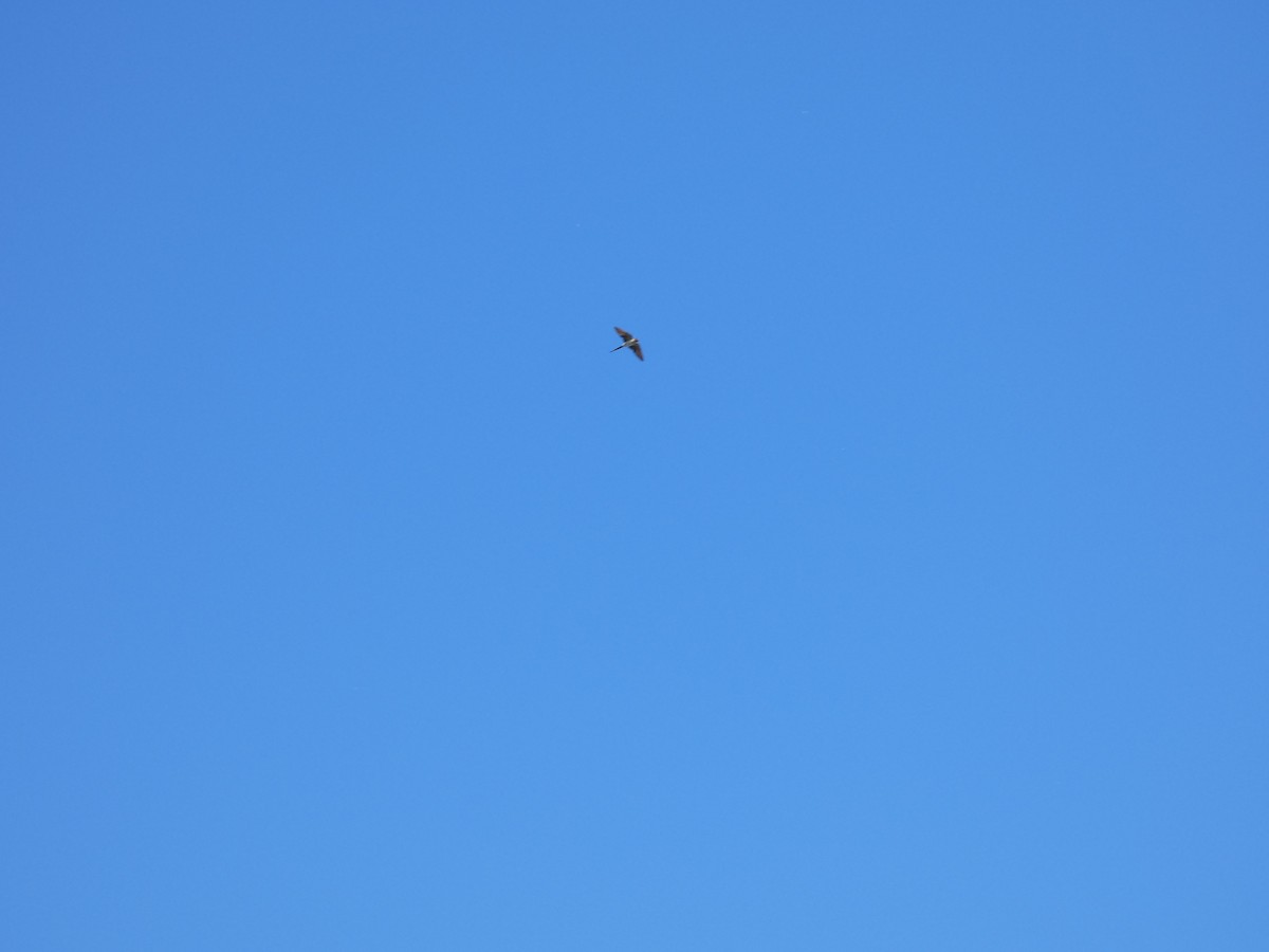 European Red-rumped Swallow - ML645663226