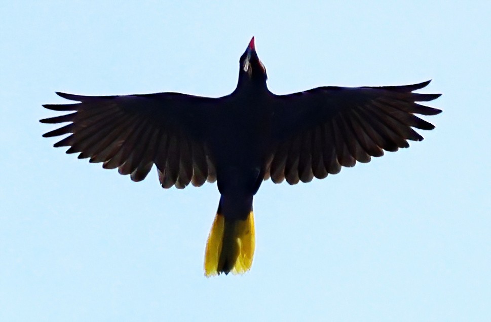 Cassique de Montezuma - ML645663230