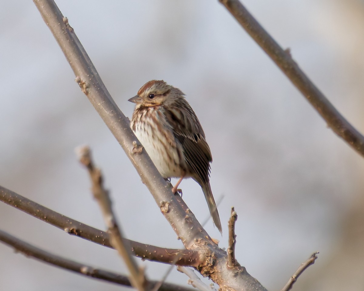 Song Sparrow - ML645663238