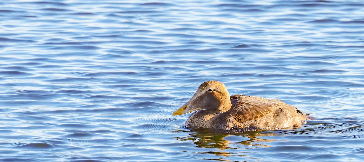 Common Eider - ML645663240