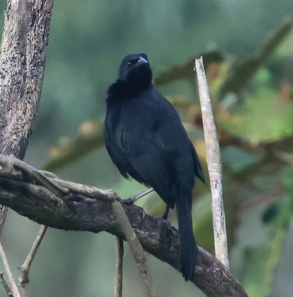 Quiscale chanteur - ML645663241