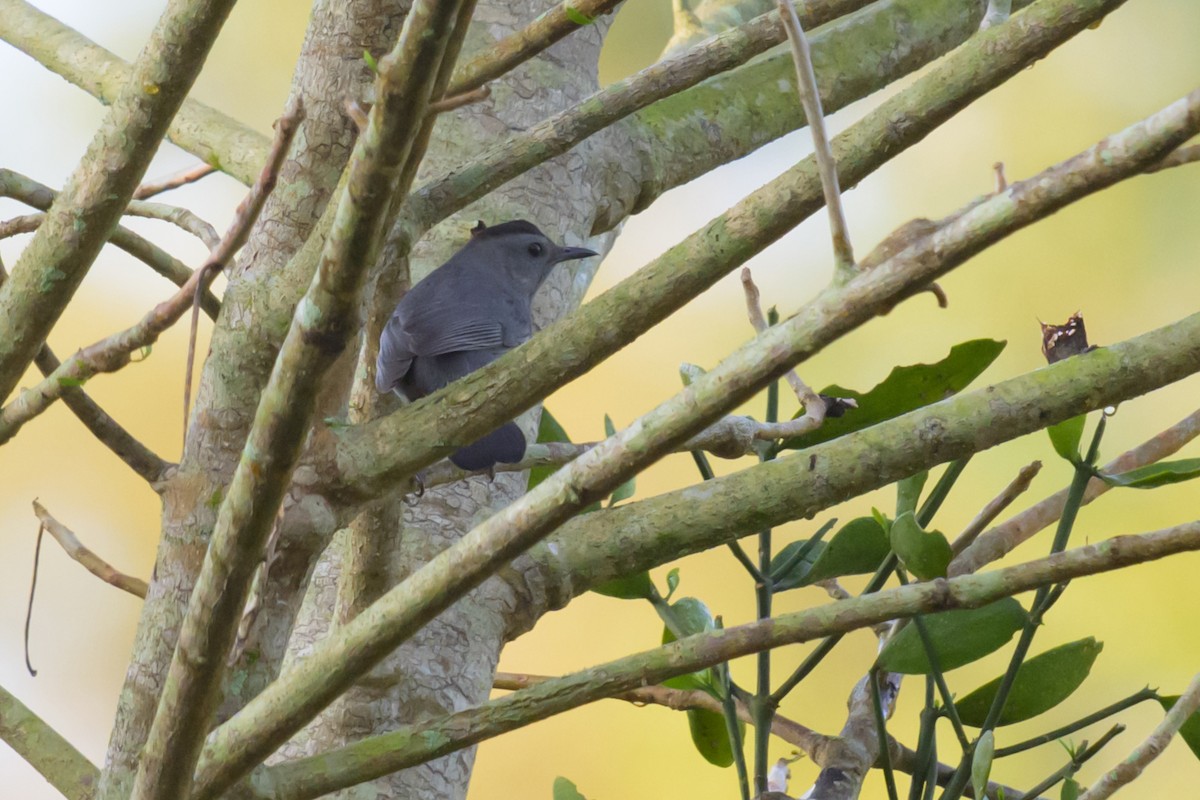 Gray Catbird - ML645663247