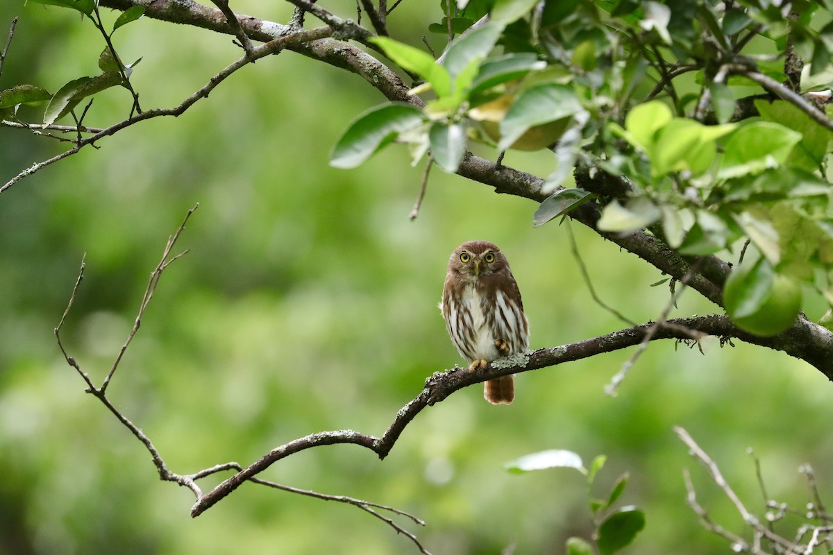 Ferruginous Pygmy-Owl - ML645663252