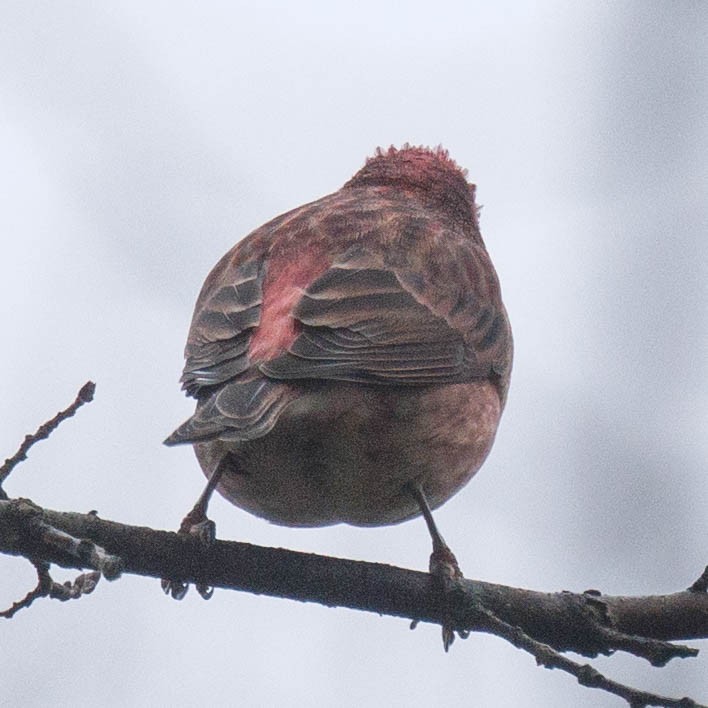 purpurfink - ML645663254