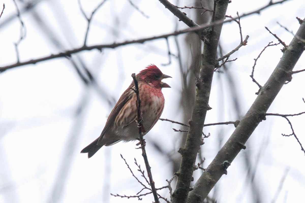 purpurfink - ML645663255