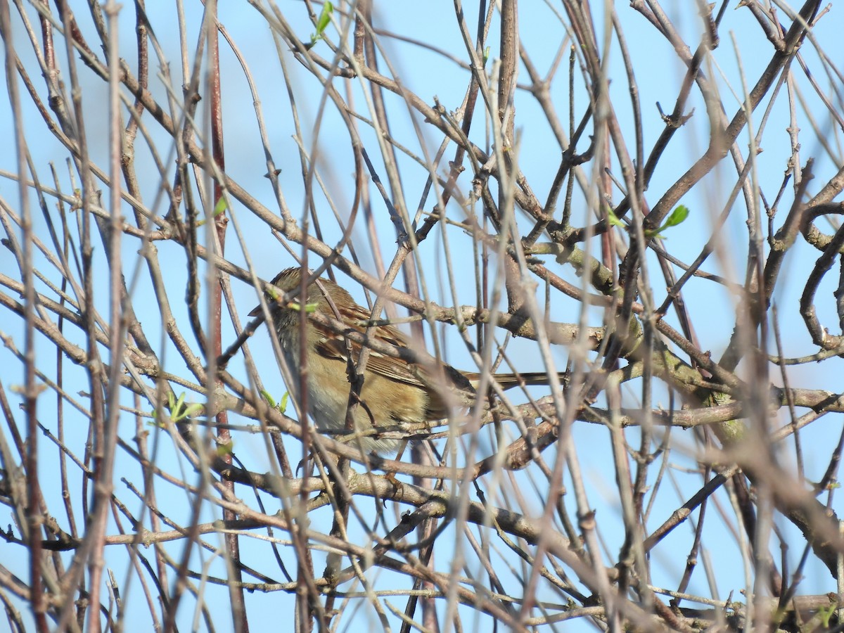 White-crowned Sparrow - ML645663257
